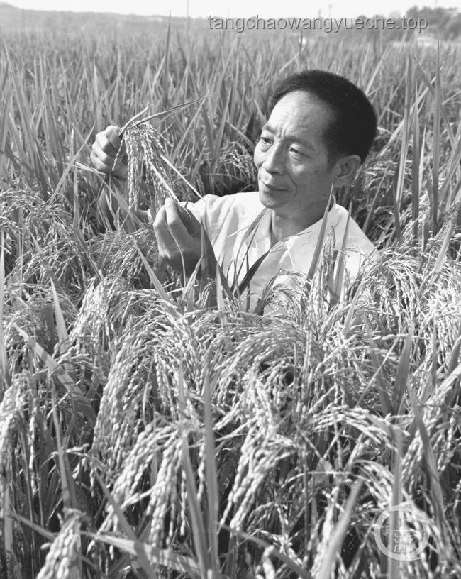 “禾下乘凉梦”的传承与实践：缅怀与致敬袁隆平爷爷